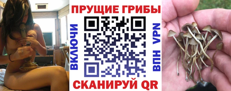 Псилоцибиновые грибы Psilocybine cubensis  Межгорье 